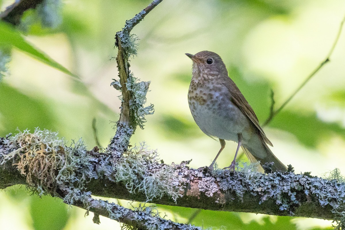 Swainson's Thrush - ML591189071