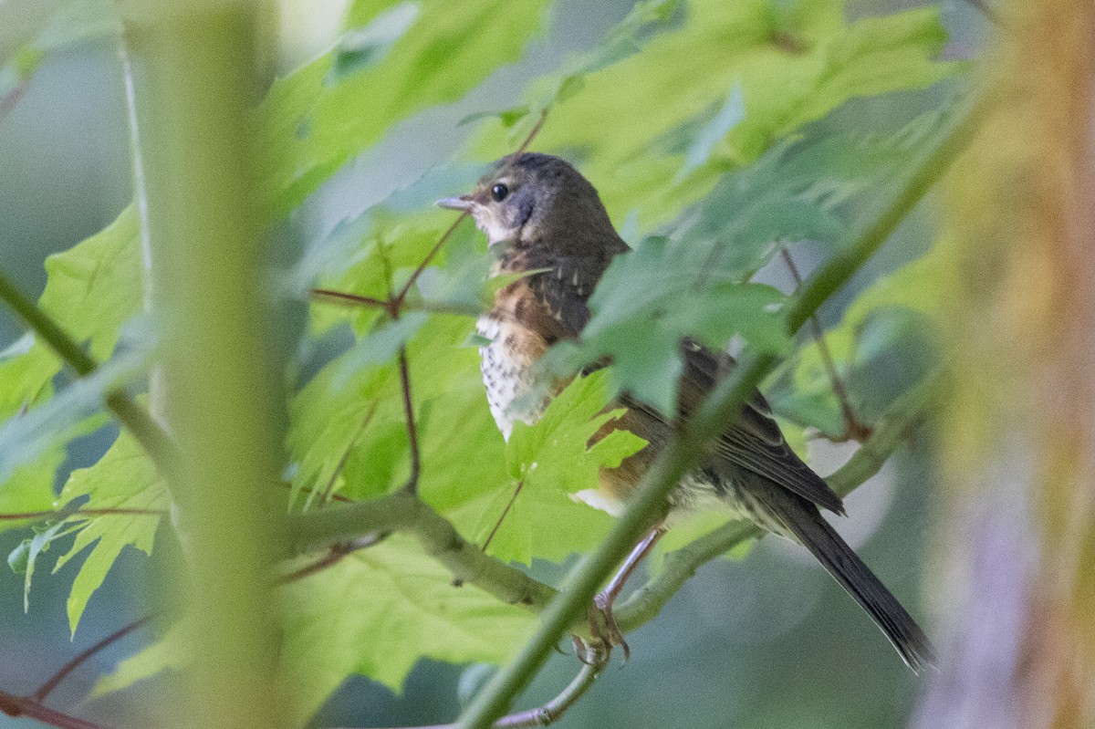 American Robin - ML591189141