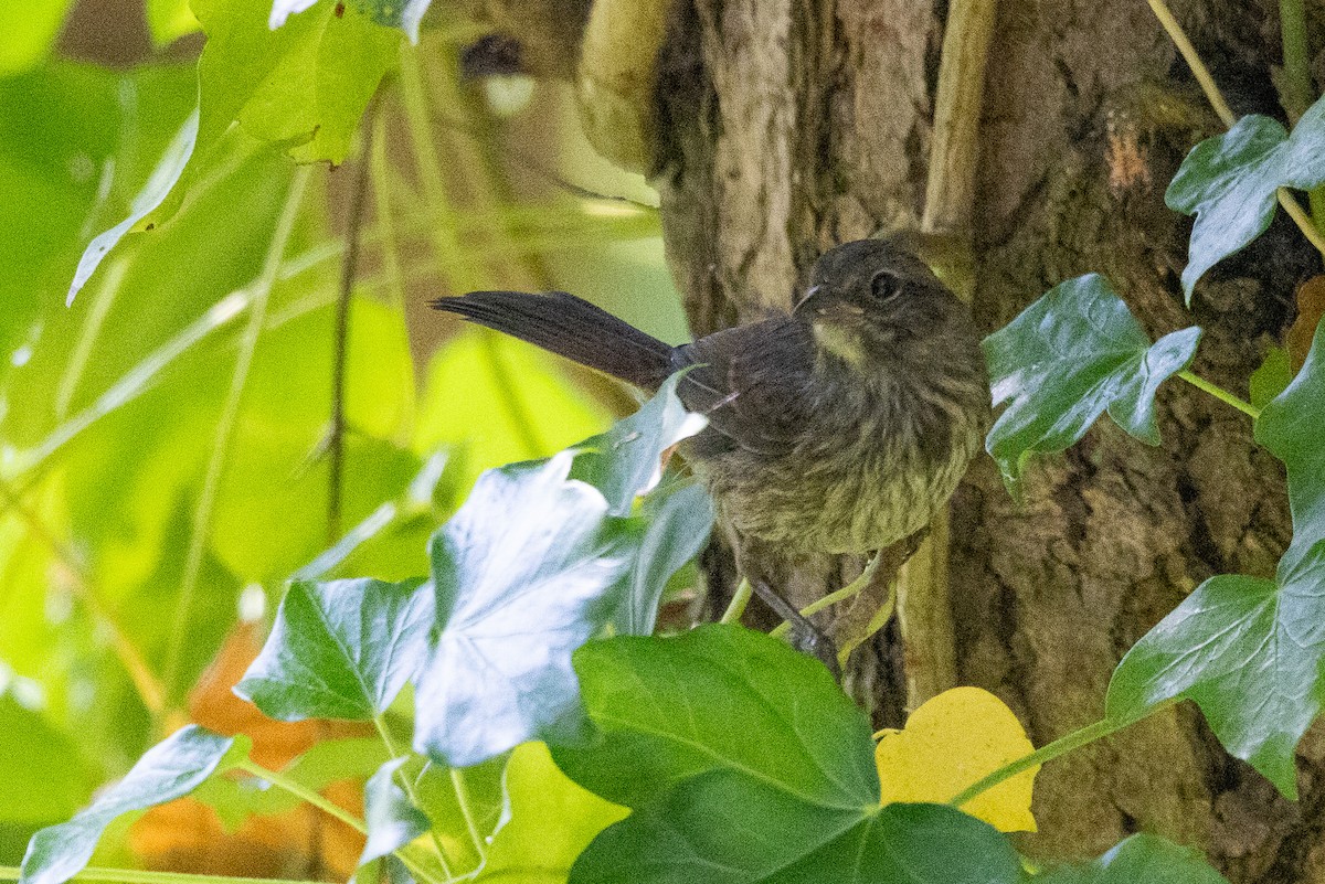 Song Sparrow - ML591189321