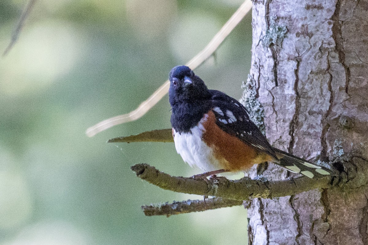 Spotted Towhee - D Gamelin