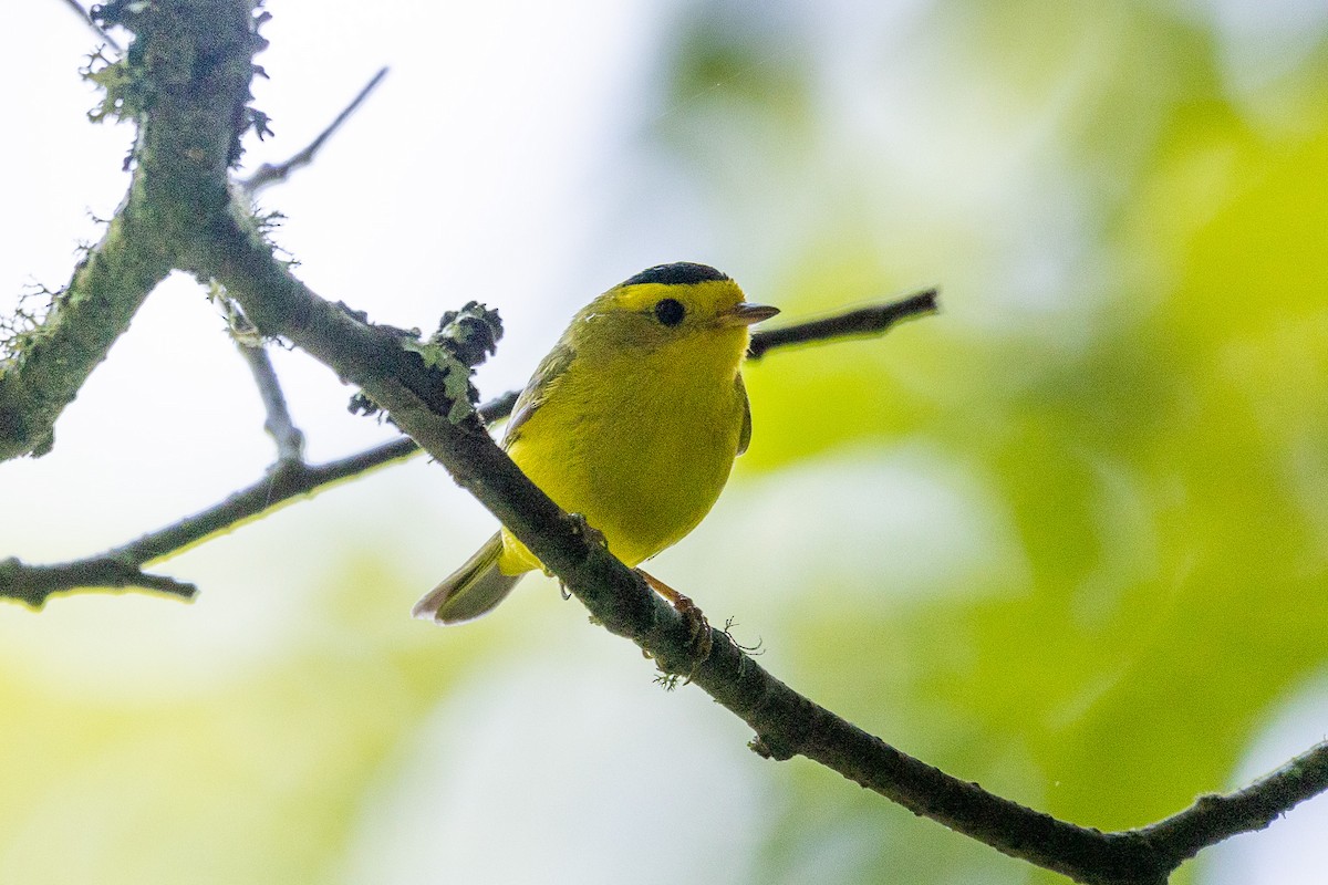 Wilson's Warbler - ML591189421