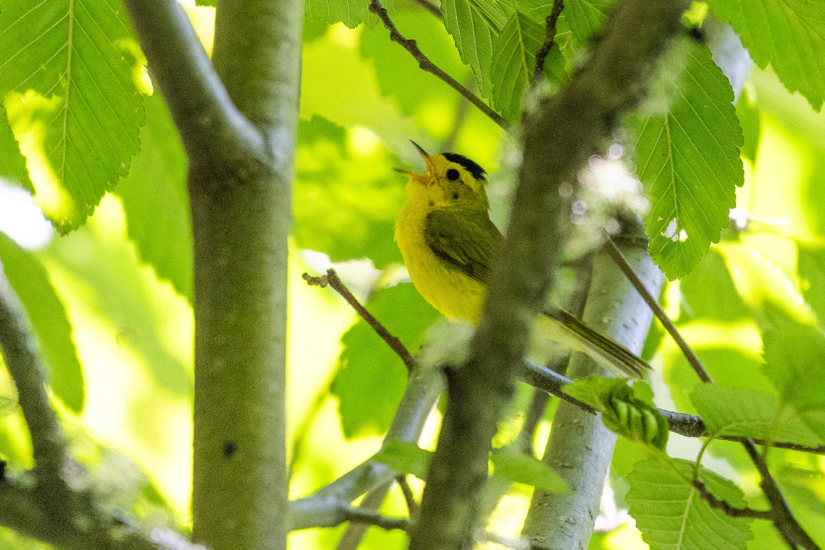 Wilson's Warbler - ML591189431