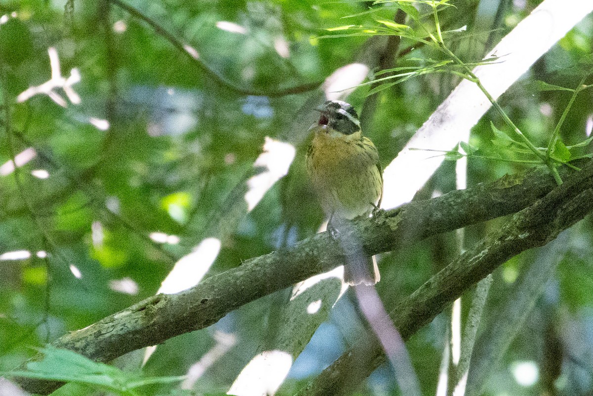 Black-headed Grosbeak - ML591189441