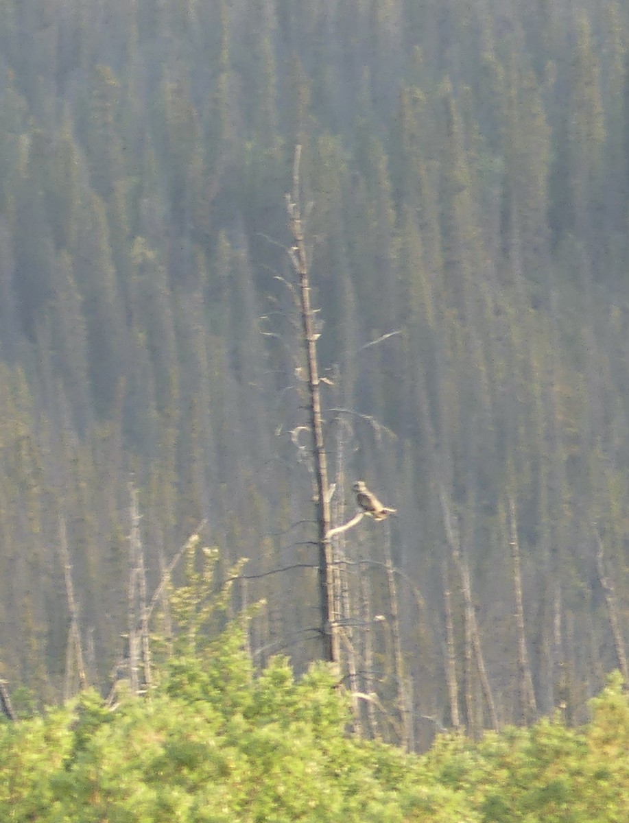 Short-eared Owl - ML591191601