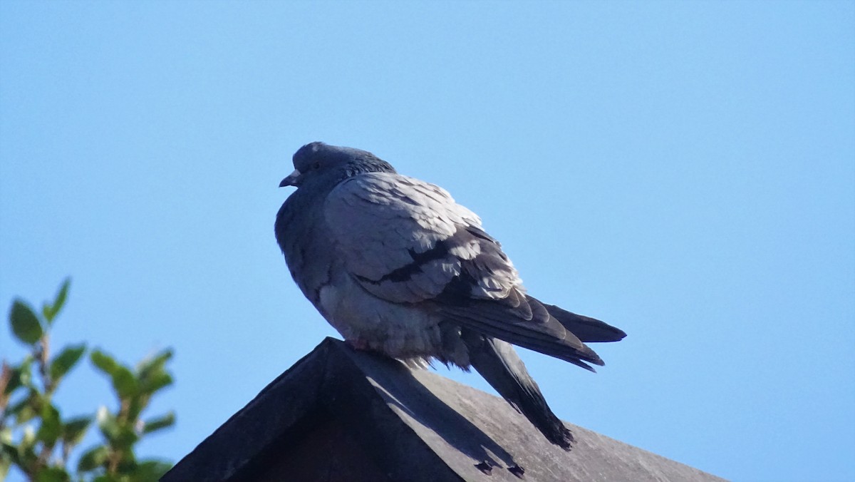 Rock Pigeon (Feral Pigeon) - ML591191761