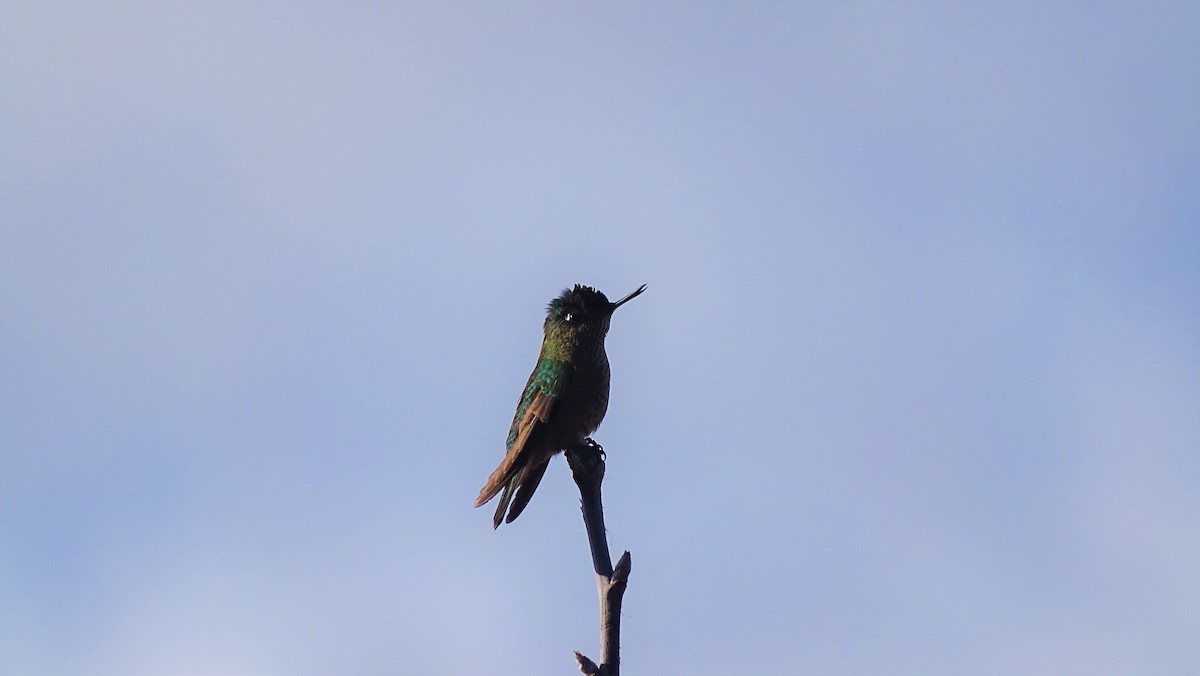 Green-backed Firecrown - ML591191771