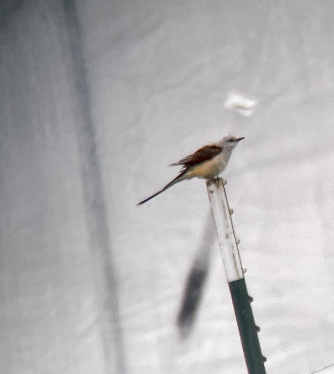 Scissor-tailed Flycatcher - ML591191931