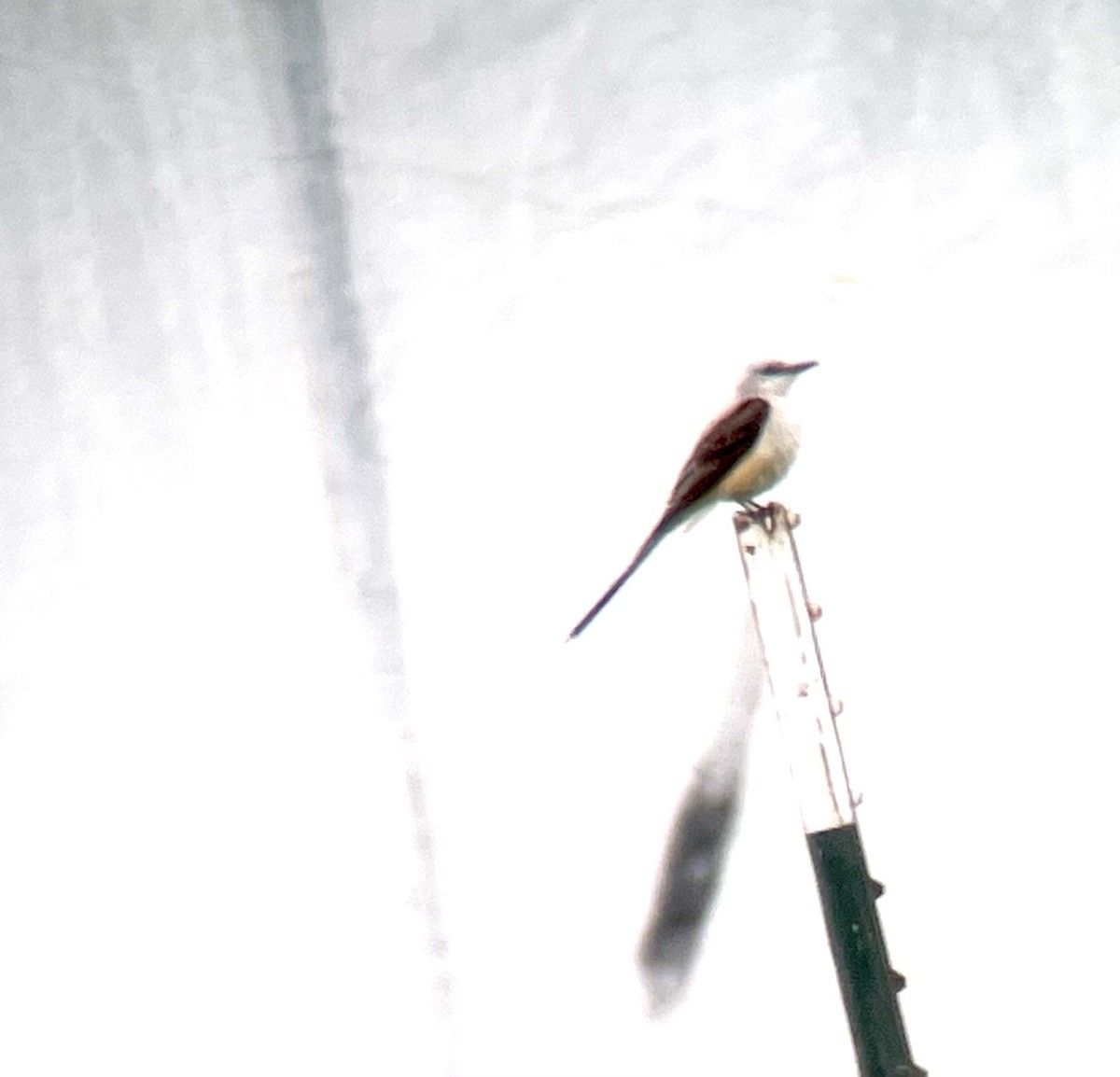 Scissor-tailed Flycatcher - ML591191941