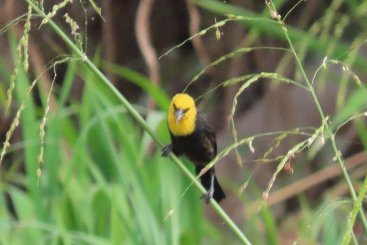 Yellow-hooded Blackbird - ML591192071