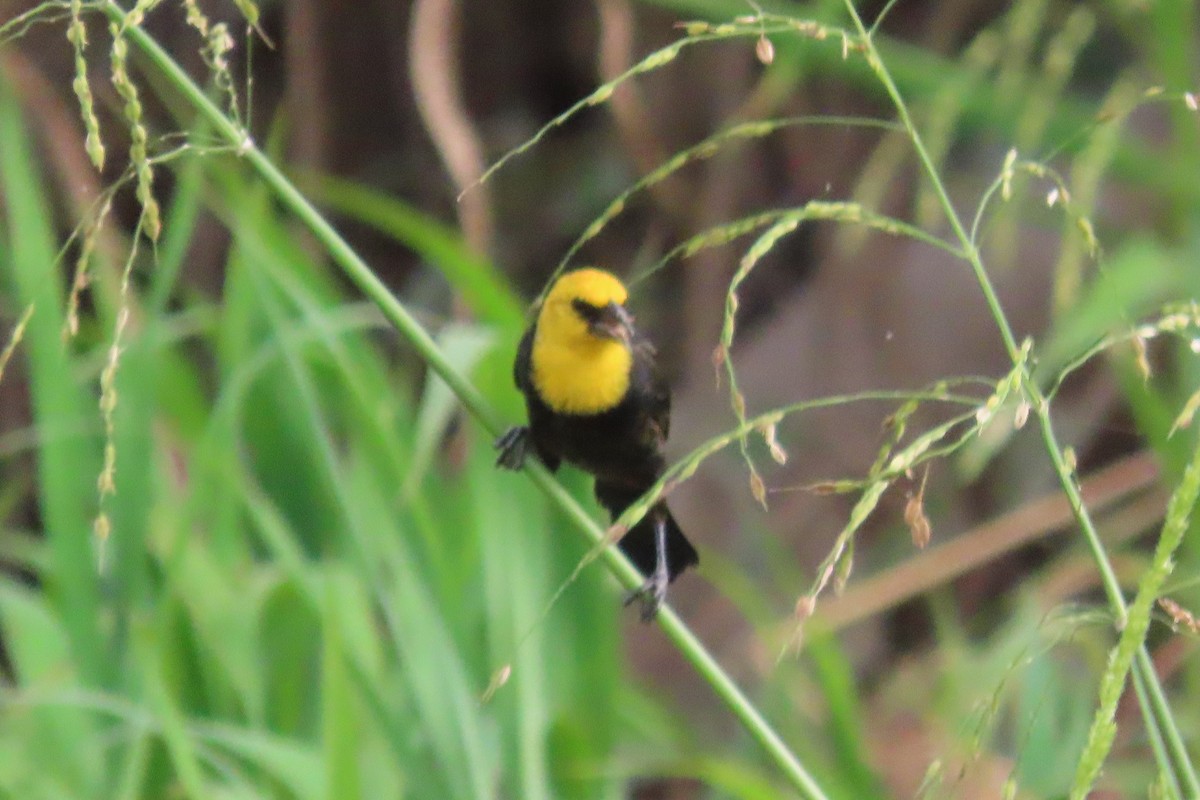 Yellow-hooded Blackbird - ML591192131