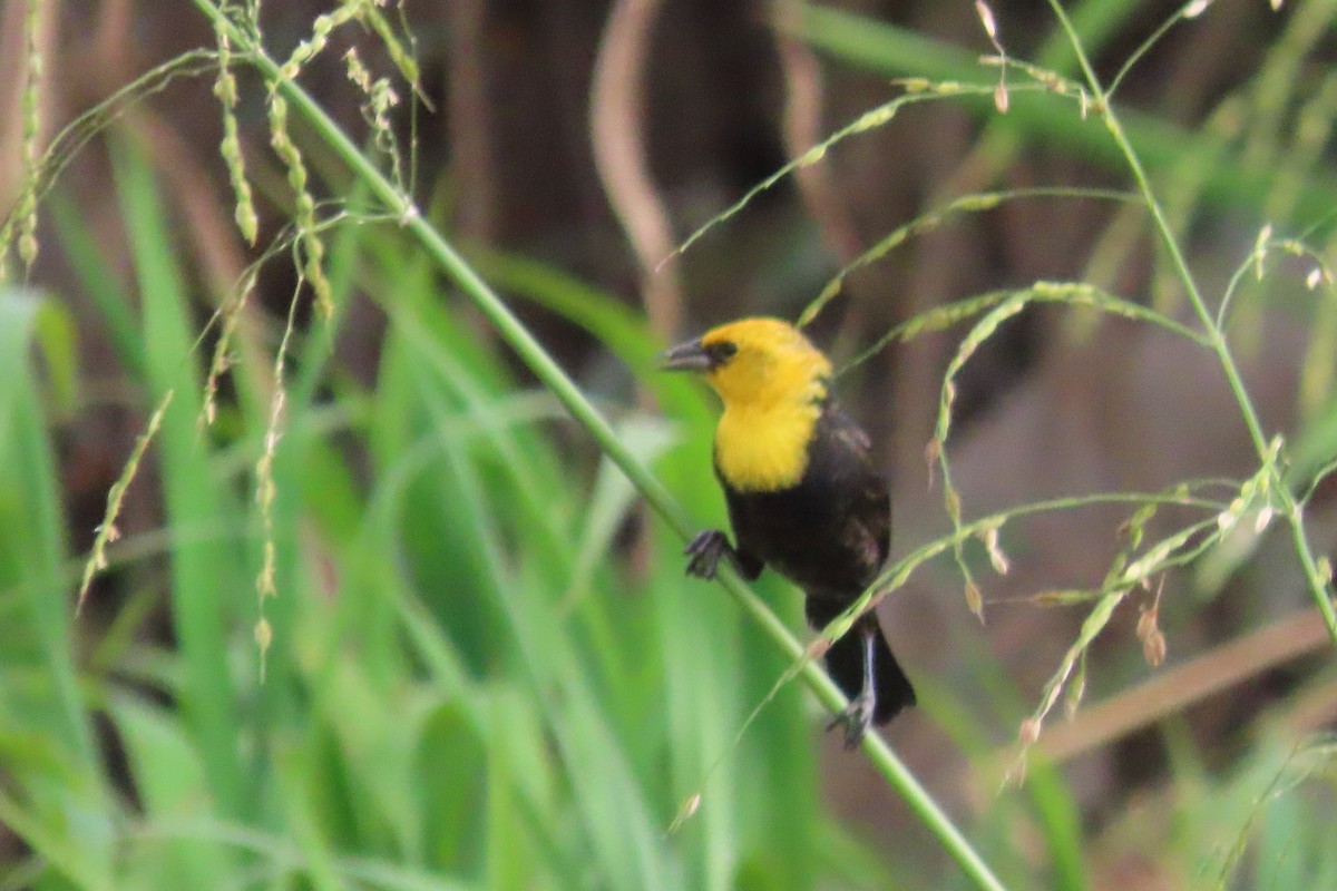Yellow-hooded Blackbird - ML591192171