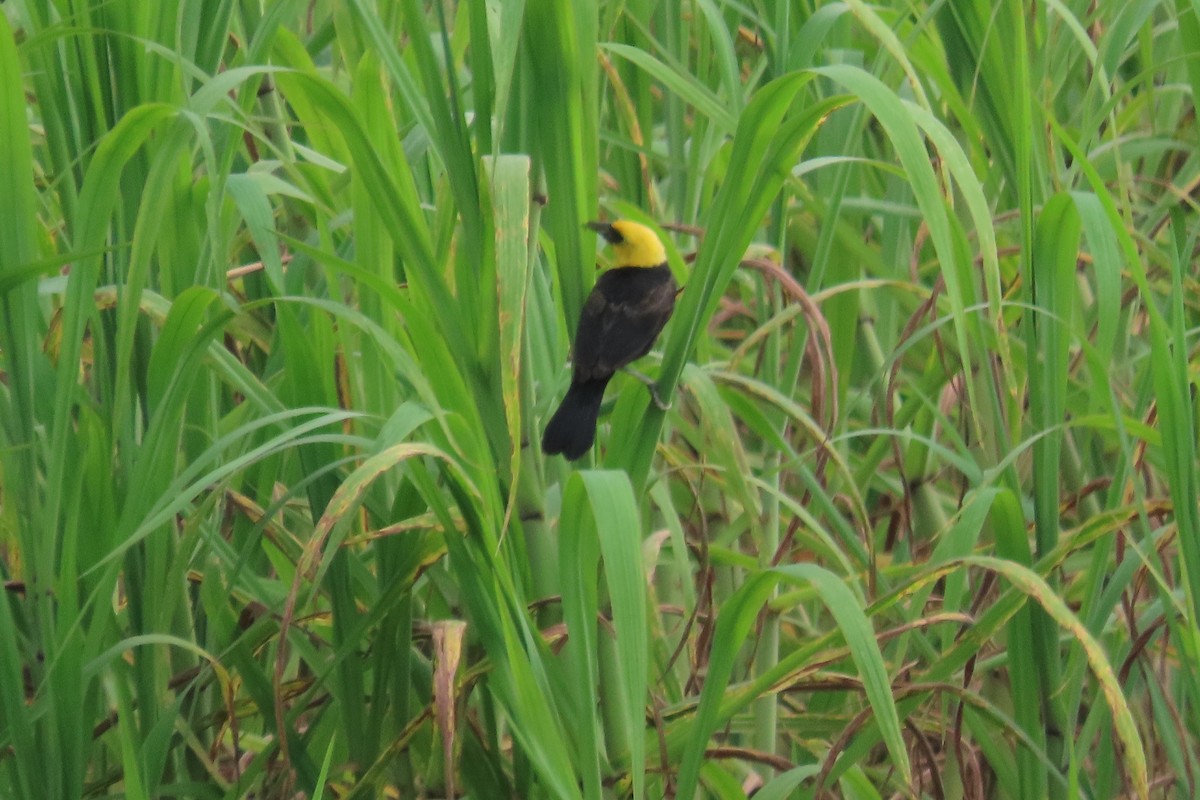 Yellow-hooded Blackbird - ML591192201