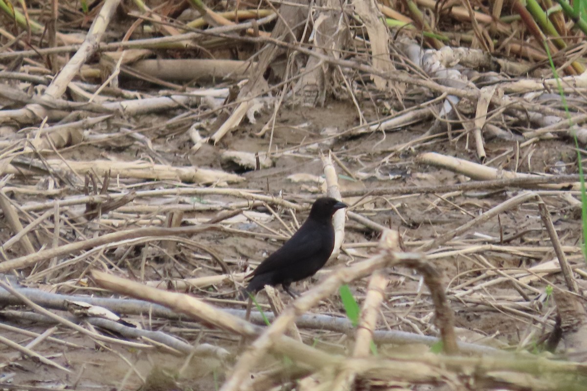 Velvet-fronted Grackle - ML591192241