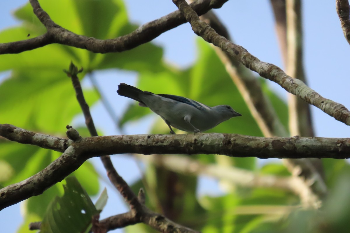 Blue-gray Tanager - ML591192381
