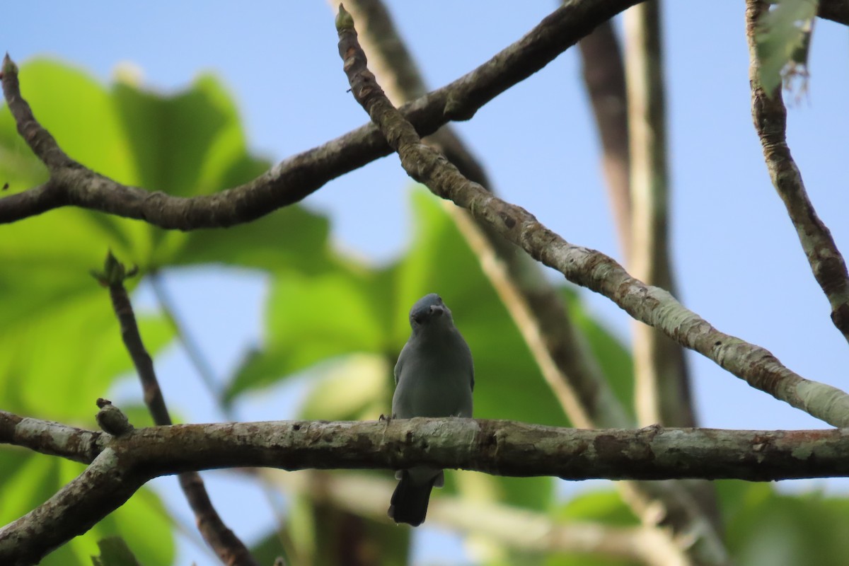 Blue-gray Tanager - ML591192391