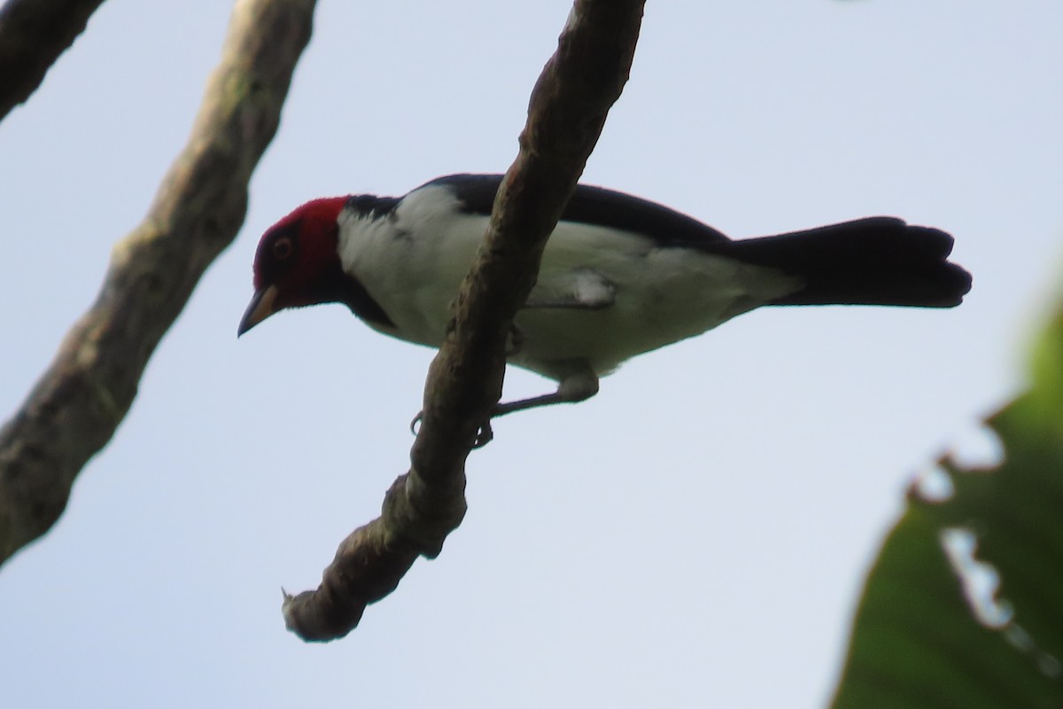 Red-capped Cardinal - ML591192431