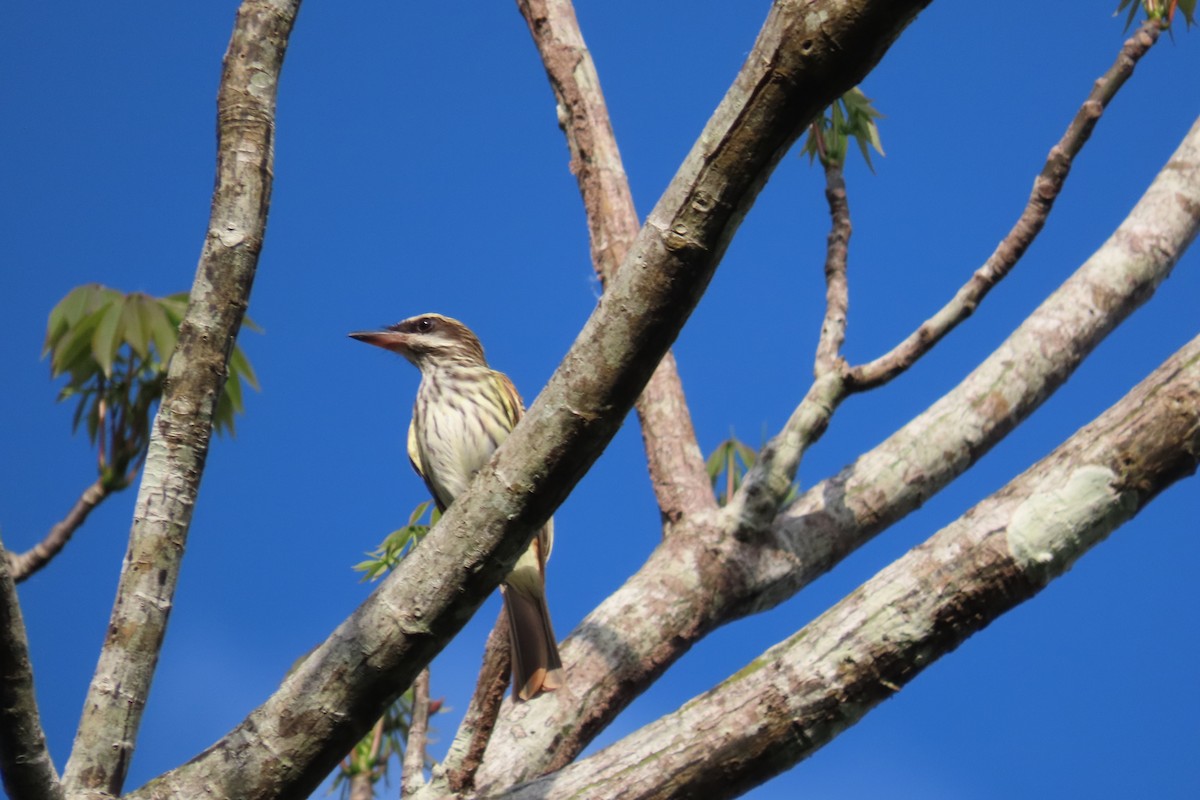 Streaked Flycatcher - ML591192561