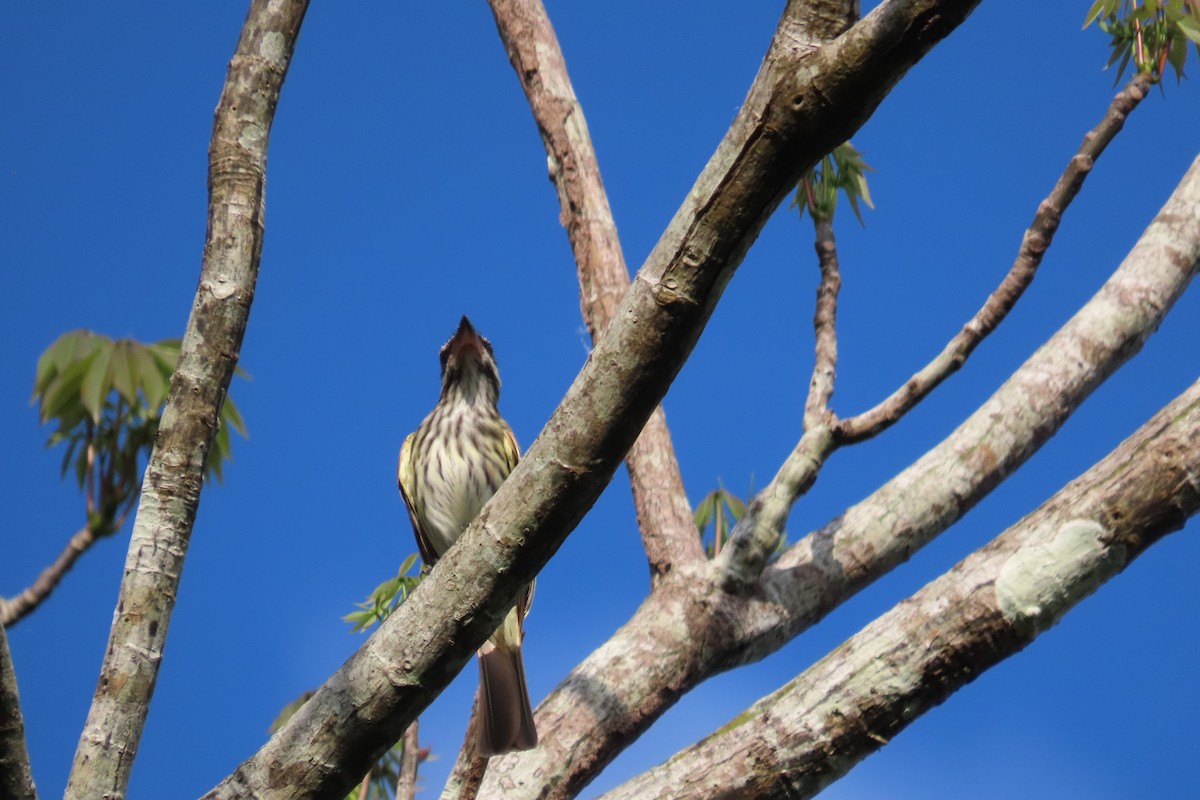 Streaked Flycatcher - Robert Post