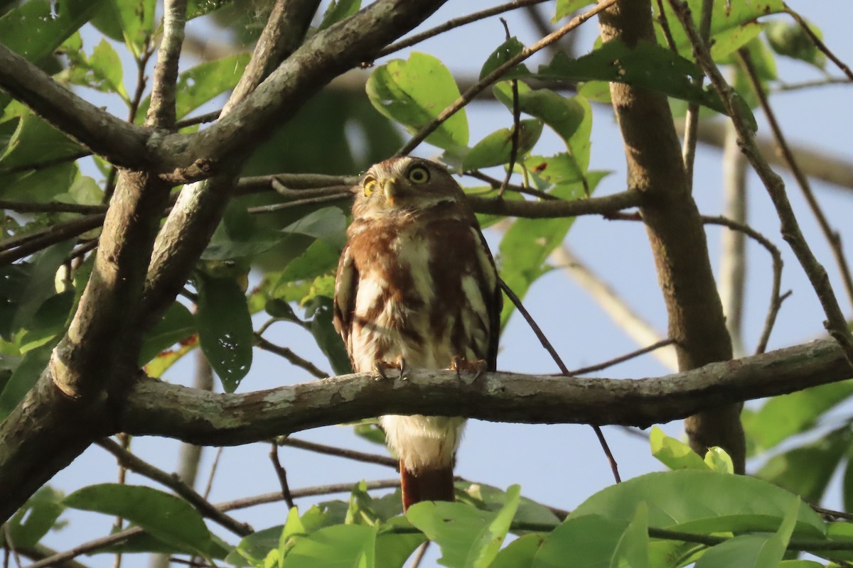 Ferruginous Pygmy-Owl - ML591192661