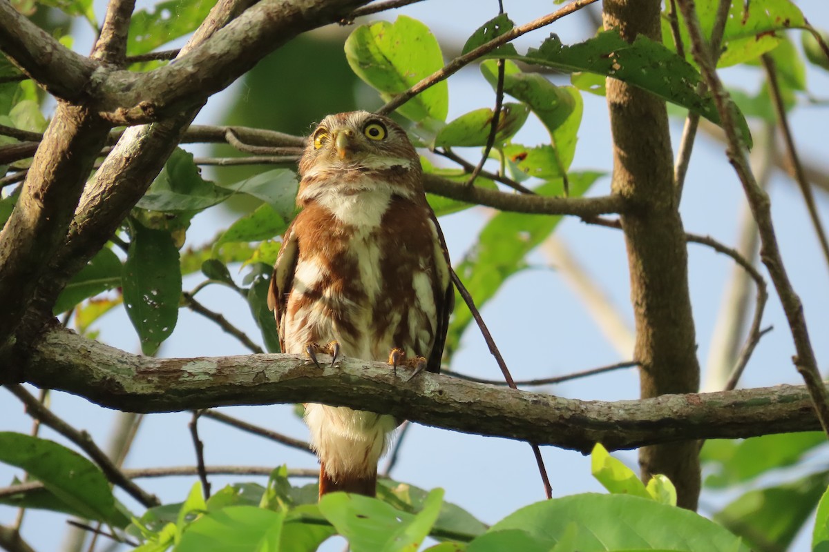 Ferruginous Pygmy-Owl - ML591192731