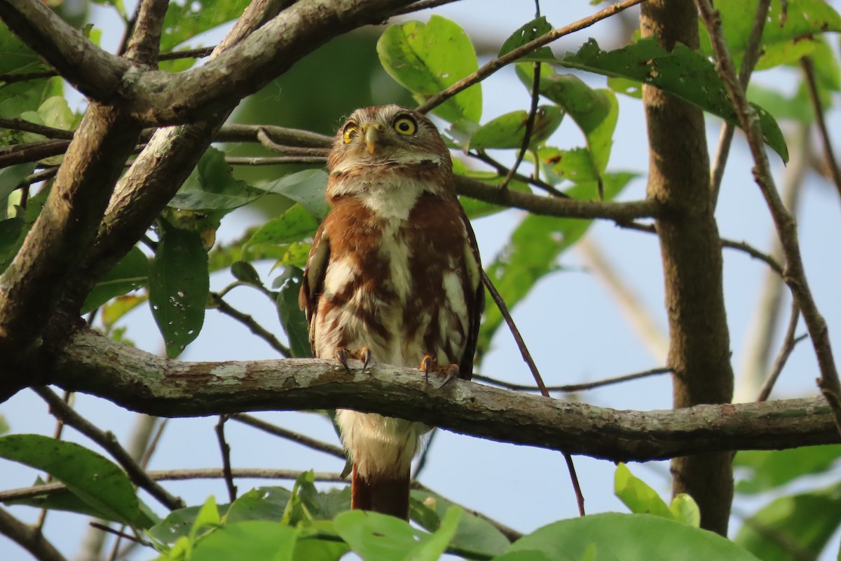 Ferruginous Pygmy-Owl - ML591192741