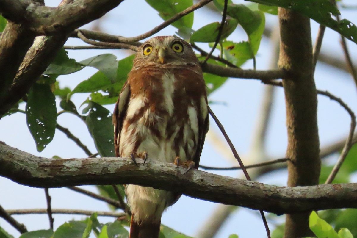 Ferruginous Pygmy-Owl - ML591192751