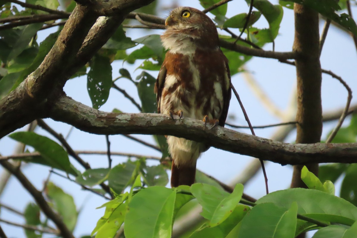 Ferruginous Pygmy-Owl - ML591192761