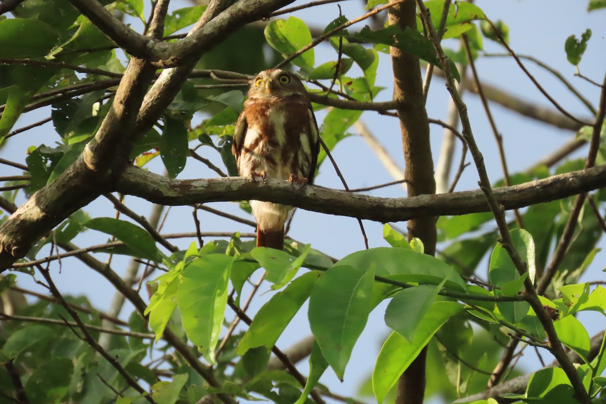 Ferruginous Pygmy-Owl - ML591192771