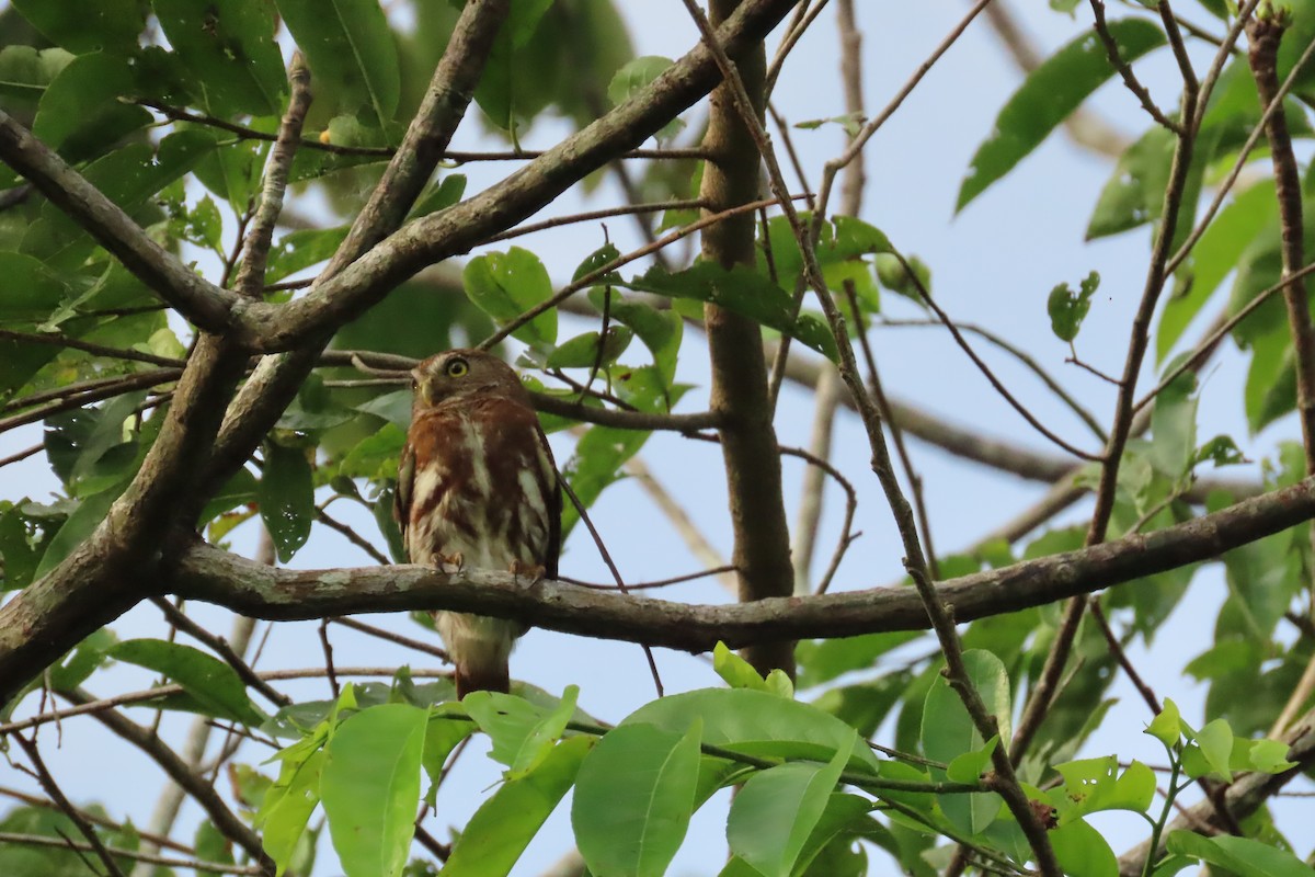 Ferruginous Pygmy-Owl - ML591192781