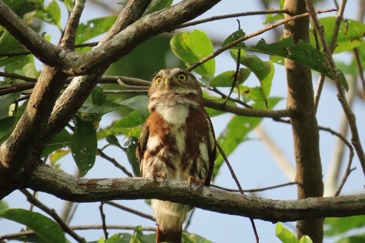 Ferruginous Pygmy-Owl - ML591192791
