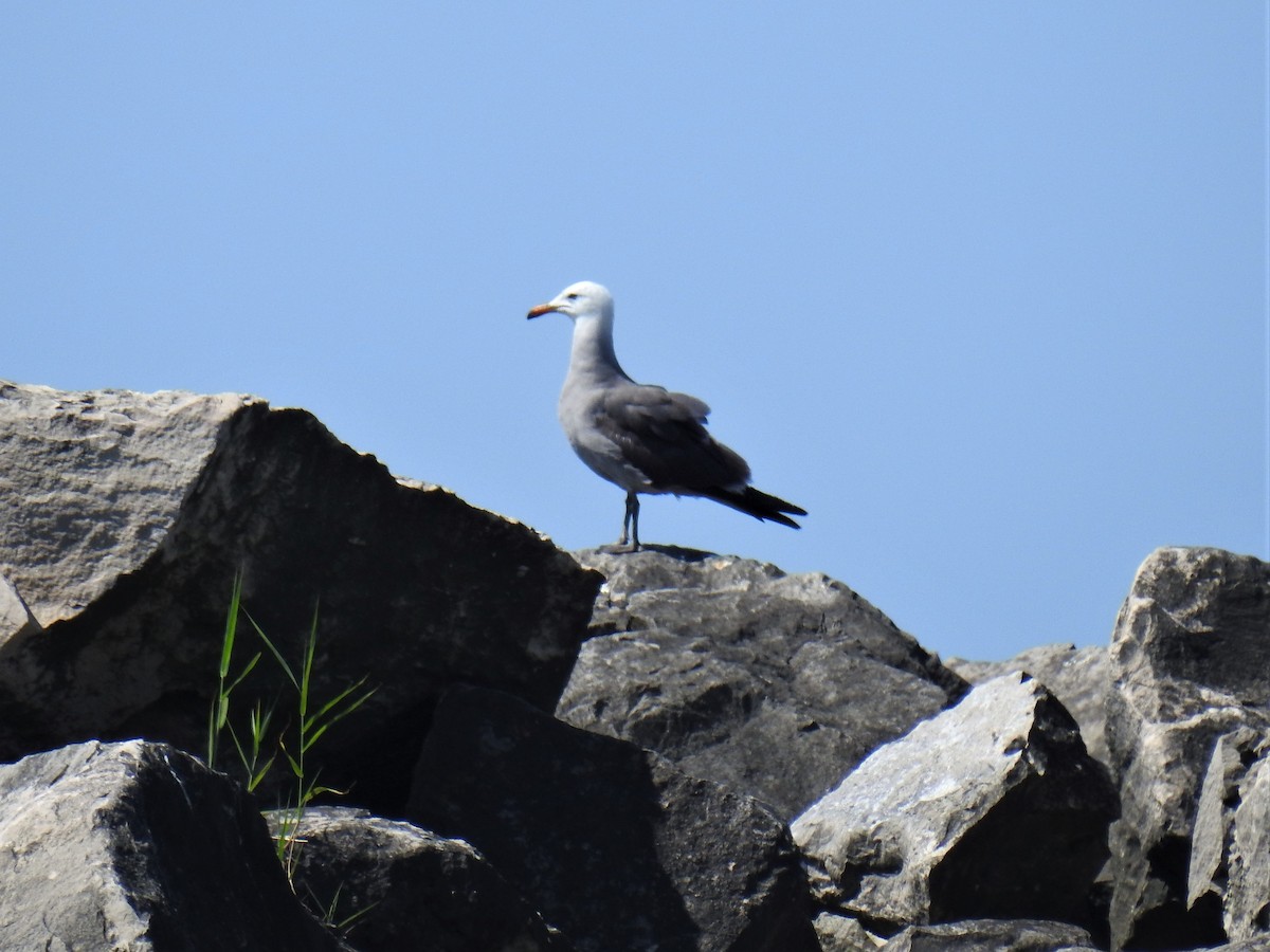 Gaviota Mexicana - ML591194351