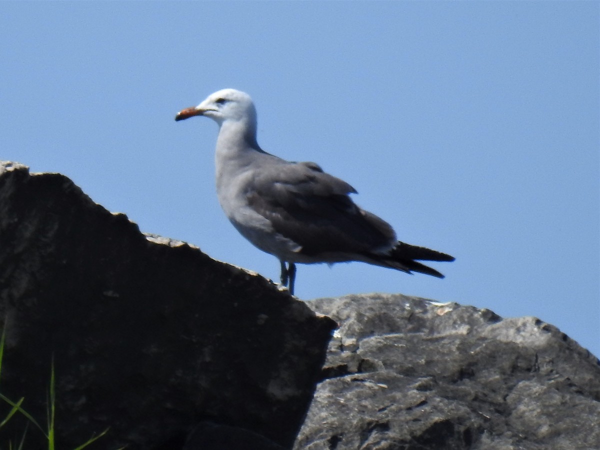 Heermann's Gull - ML591194501