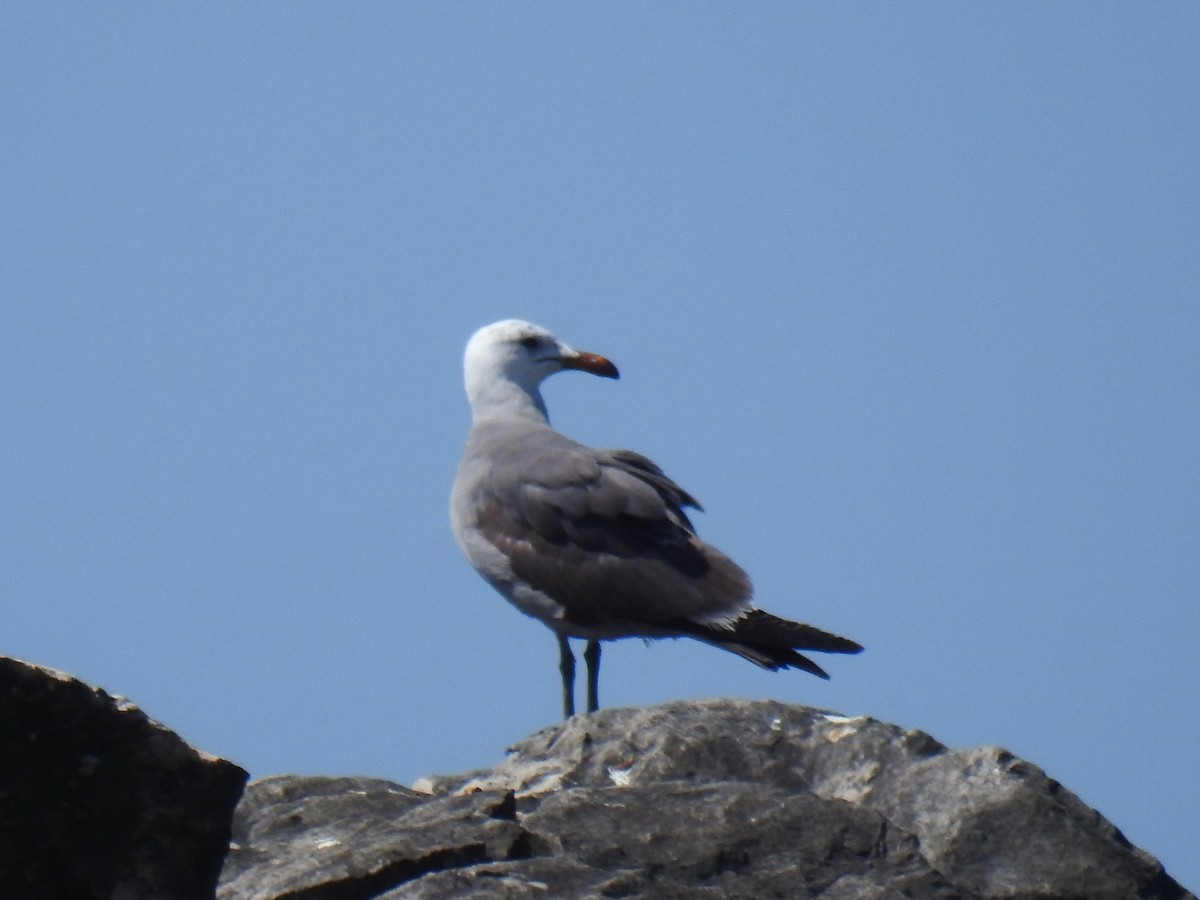 Heermann's Gull - James Holsinger