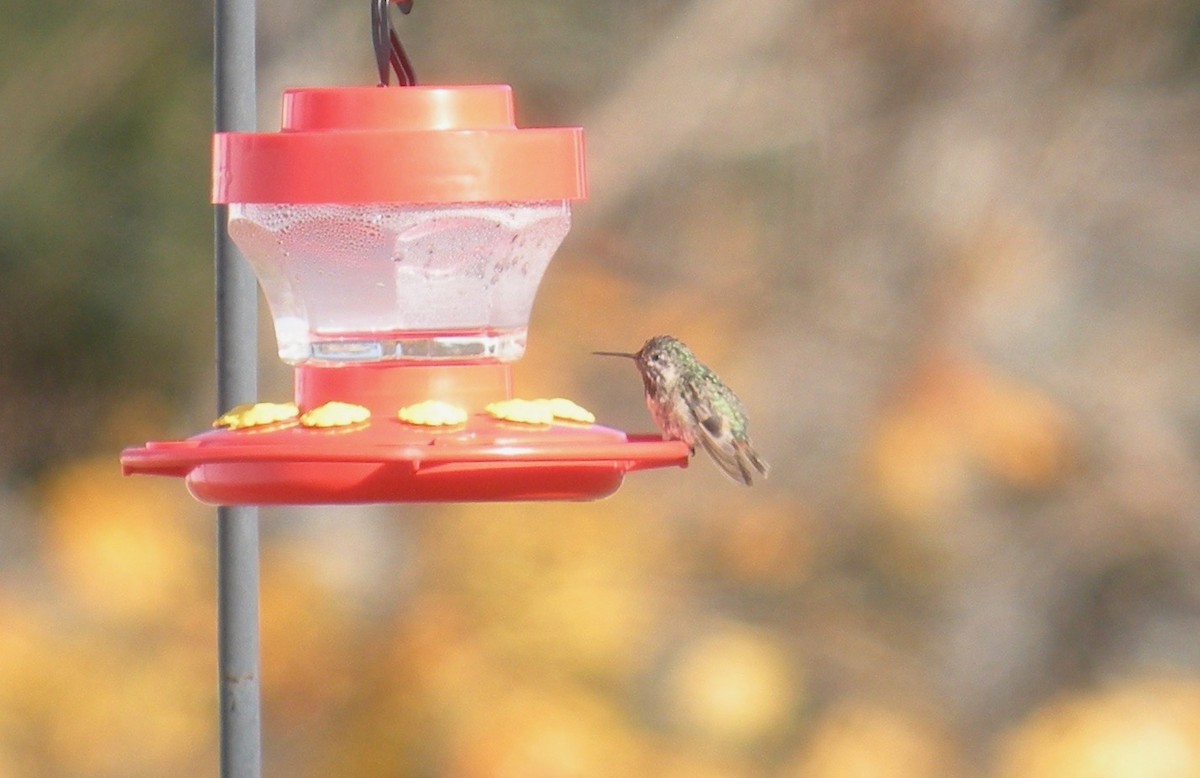 Calliope Hummingbird - Don Clark