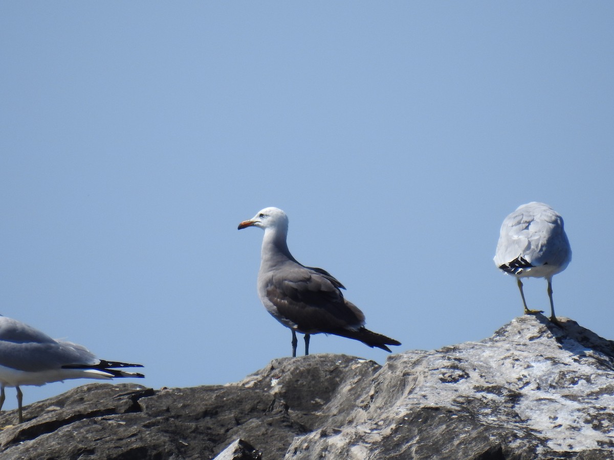 Gaviota Mexicana - ML591195121