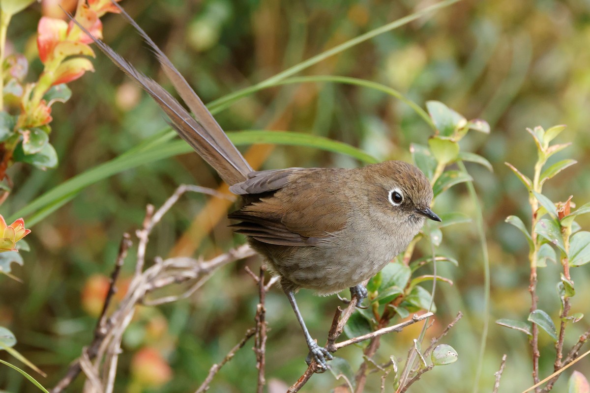 Mouse-colored Thistletail - John Mills