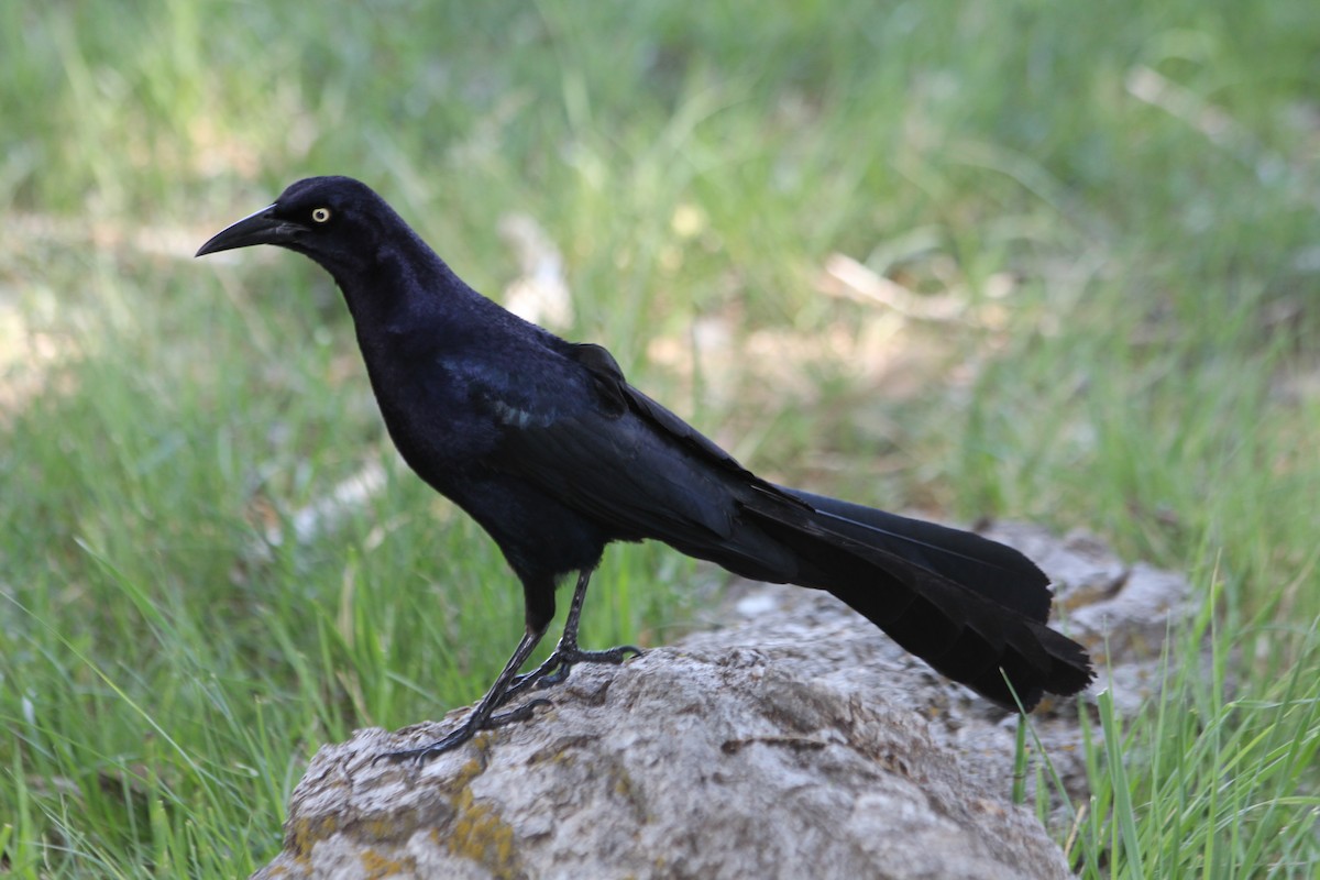 Great-tailed Grackle - ML59119641
