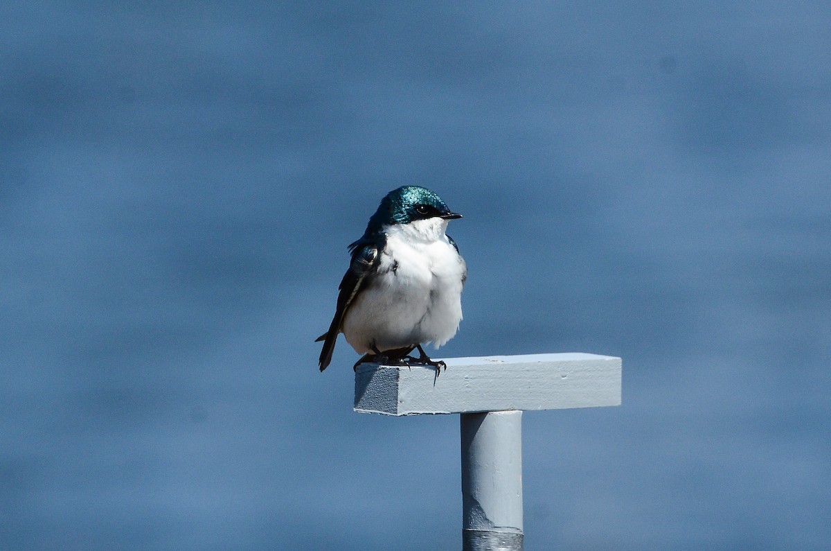 Tree Swallow - ML591198151