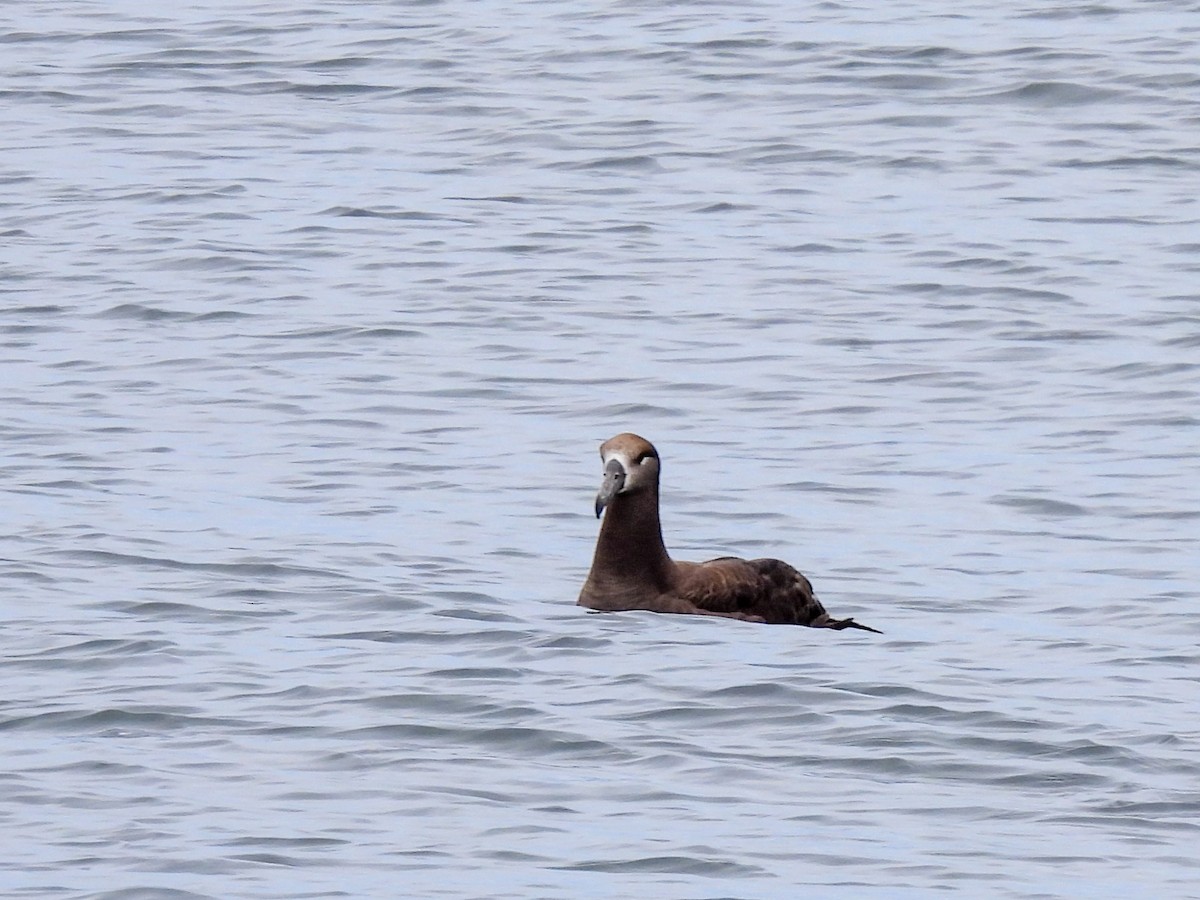 Black-footed Albatross - Colin Urmson