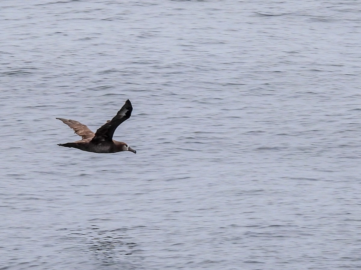 Albatros à pieds noirs - ML591198261