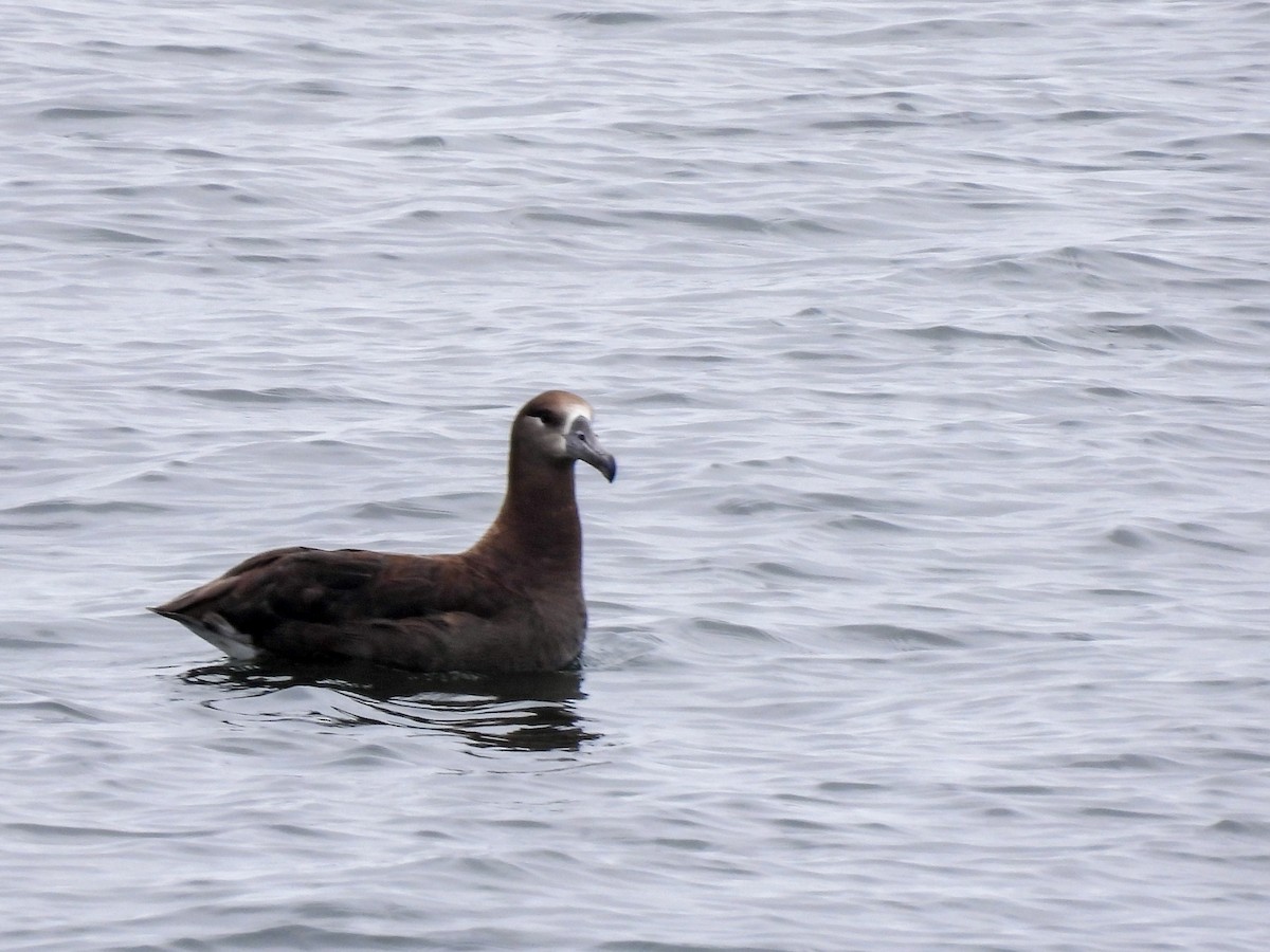 Black-footed Albatross - Colin Urmson