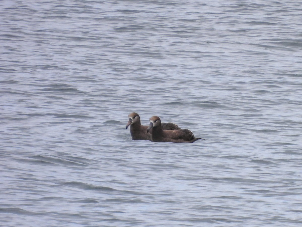 Black-footed Albatross - ML591198291