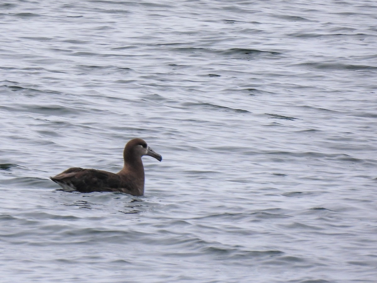 Black-footed Albatross - ML591198301