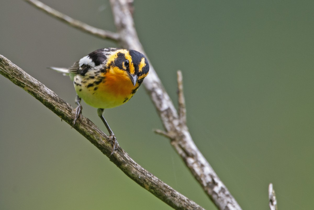 Blackburnian Warbler - Andrew Simon