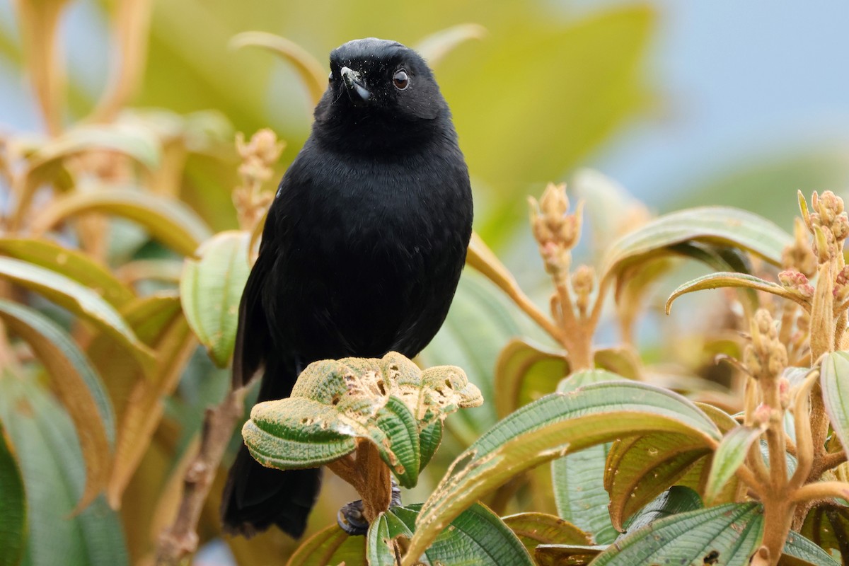 Glossy Flowerpiercer - John Mills