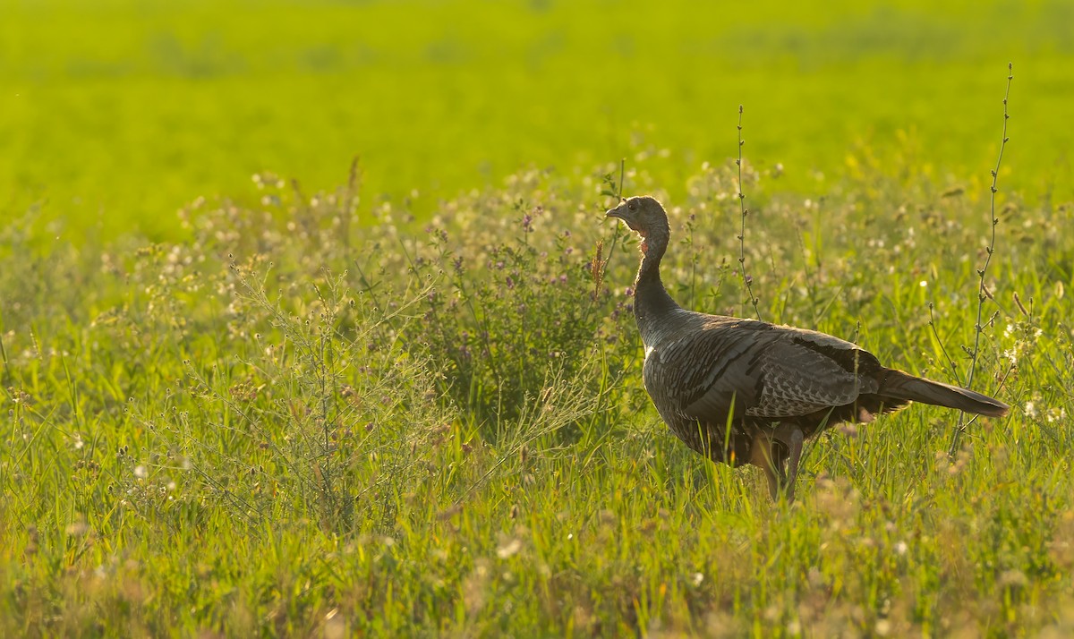 Wild Turkey - ML591199611