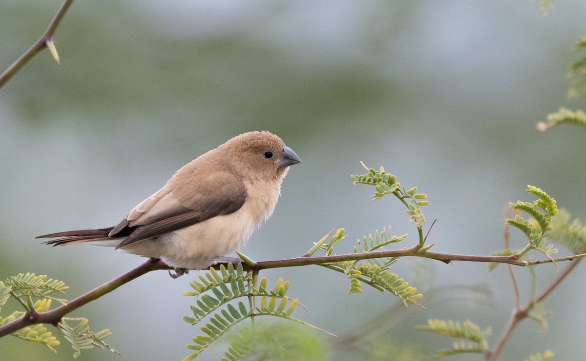 African Silverbill - ML591200361