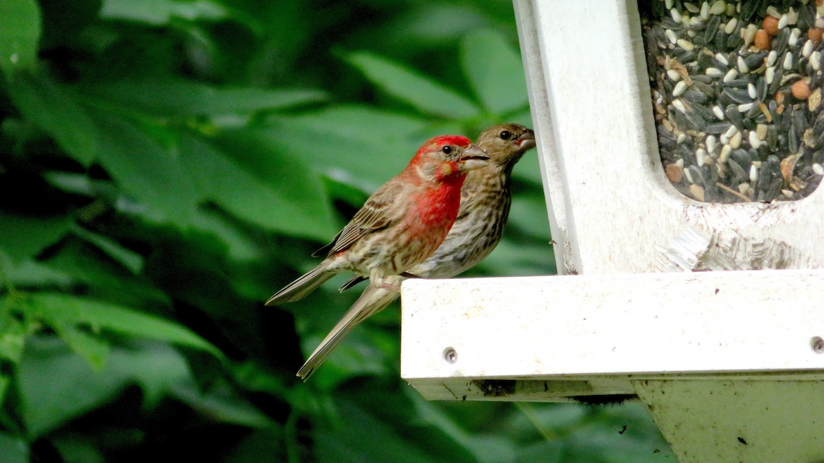 House Finch - ML591200821