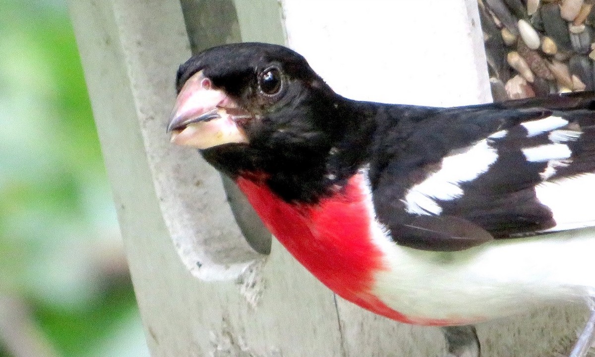 Rose-breasted Grosbeak - ML591200921