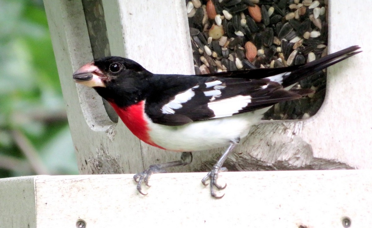 Rose-breasted Grosbeak - ML591200931